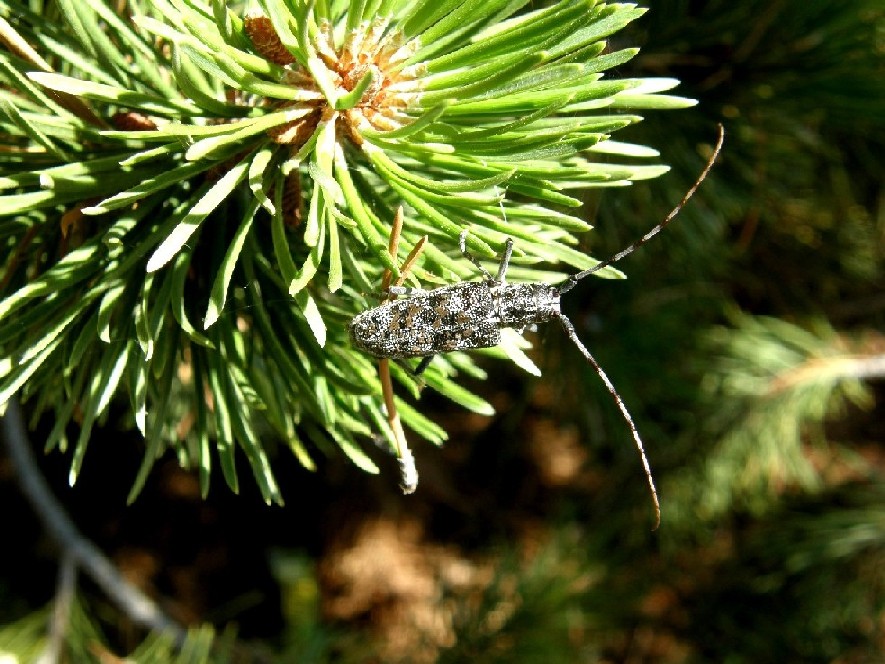 Cerambicidae nello Yellowstone National Park (USA)