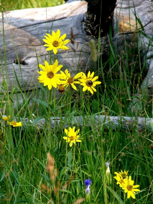 Yellowstone National Park (USA) - Helianthus