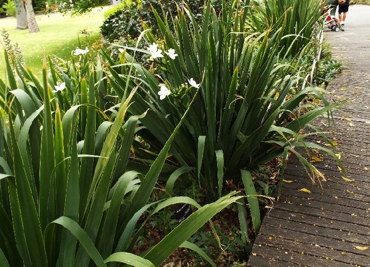 Giardini botanici di Melbourne - 1