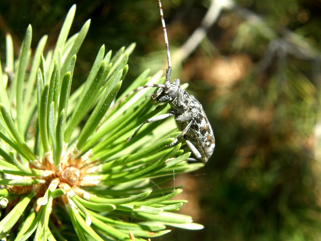 Cerambicidae nello Yellowstone National Park (USA)