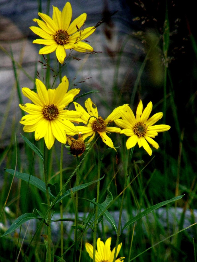 Yellowstone National Park (USA) - Helianthus