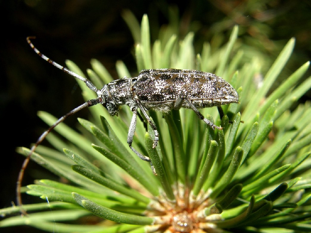 Cerambicidae nello Yellowstone National Park (USA)