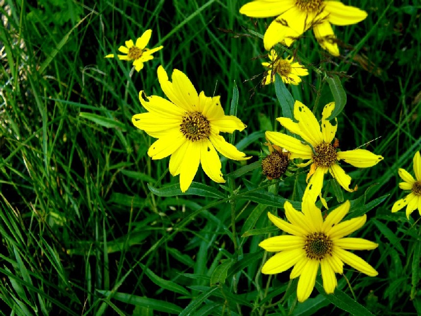 Yellowstone National Park (USA) - Helianthus