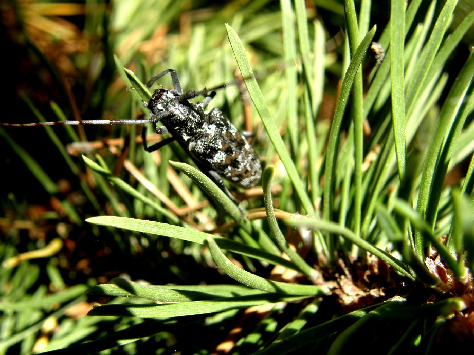 Cerambicidae nello Yellowstone National Park (USA)