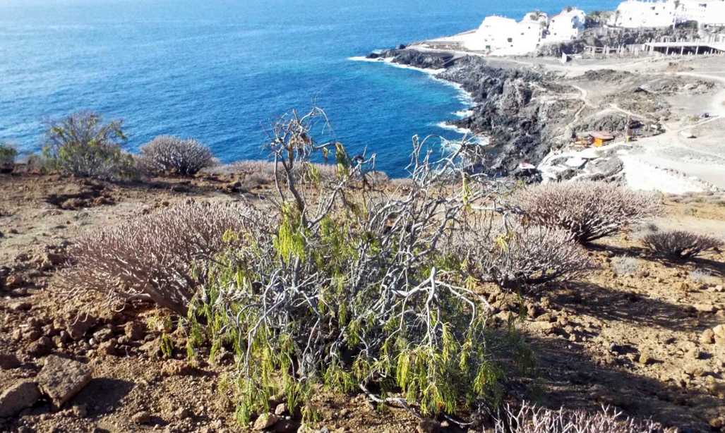 Da Tenerife(Canarie): altra Plocama pendula(Rubiaceae)? S !