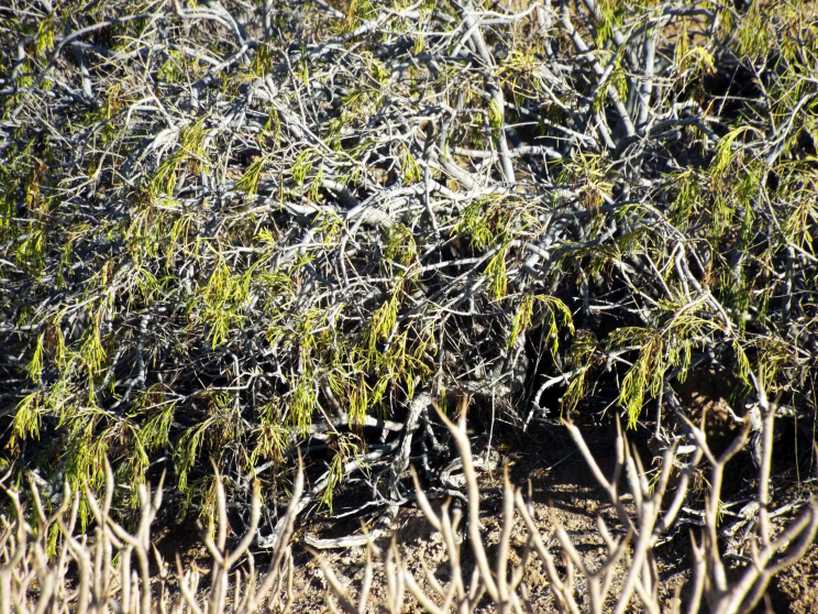 Da Tenerife(Canarie): altra Plocama pendula(Rubiaceae)? S !