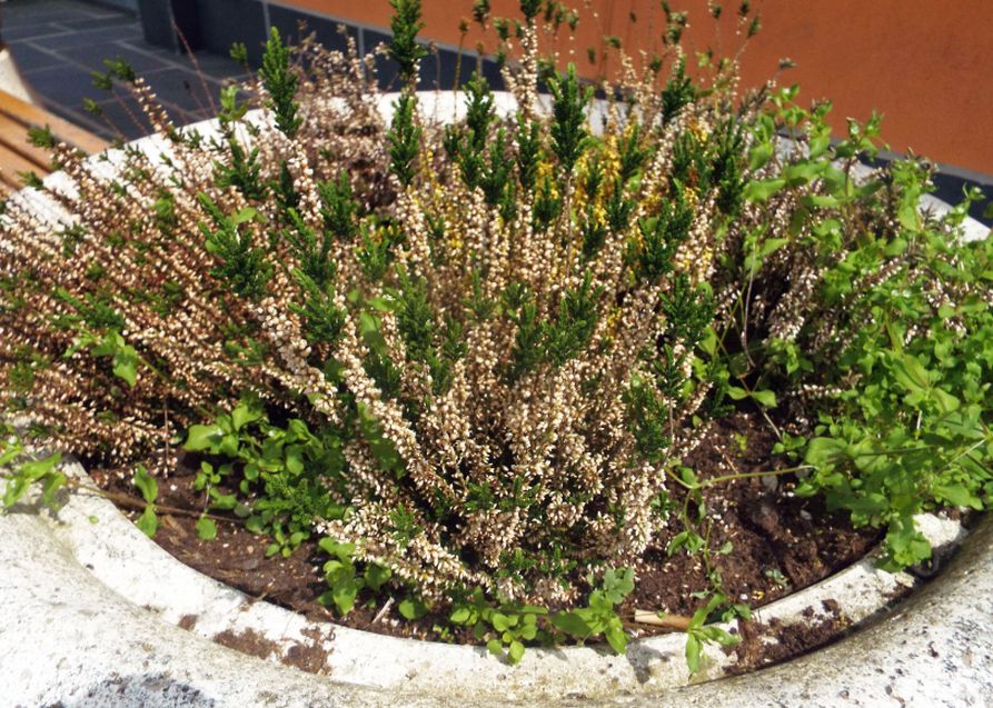 Calluna vulgaris cv. (Ericaceae)