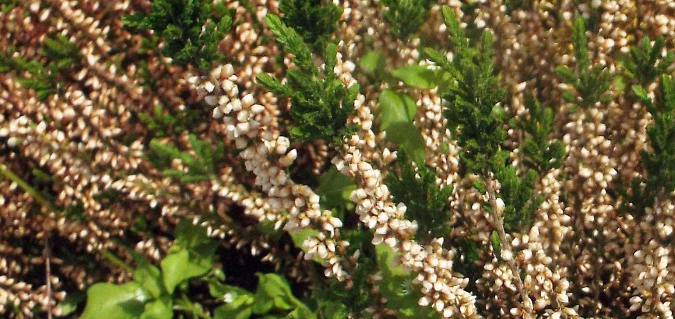 Calluna vulgaris cv. (Ericaceae)