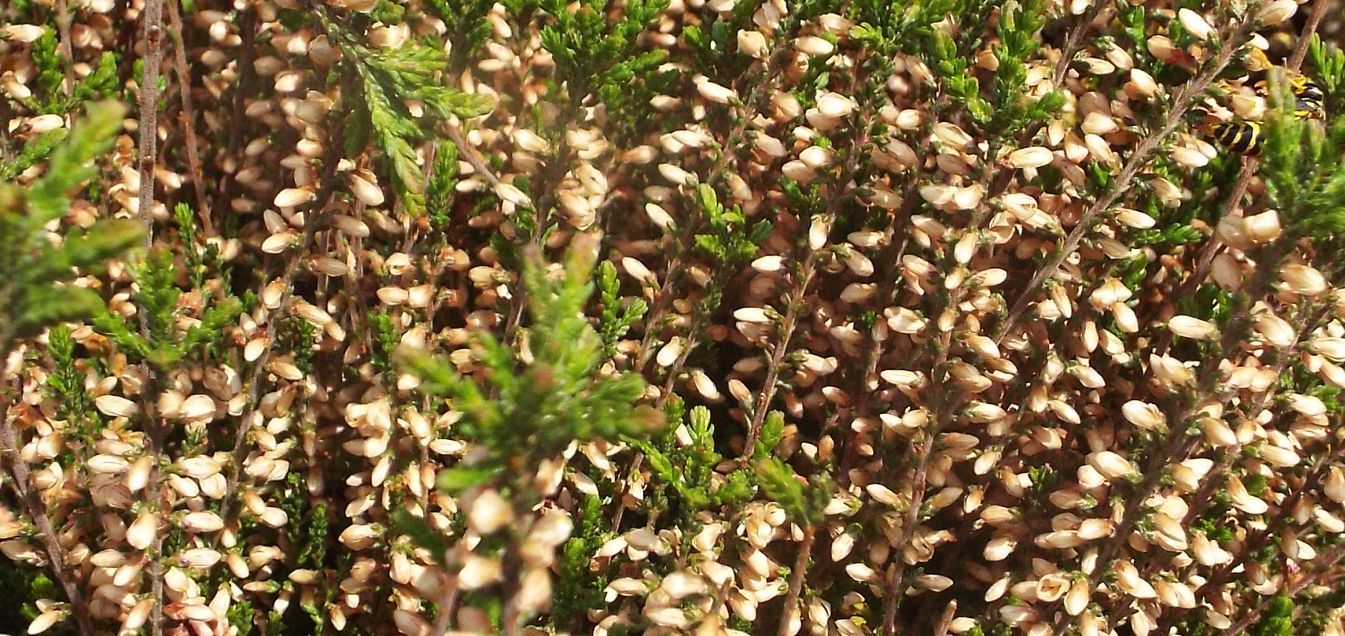 Calluna vulgaris cv. (Ericaceae)