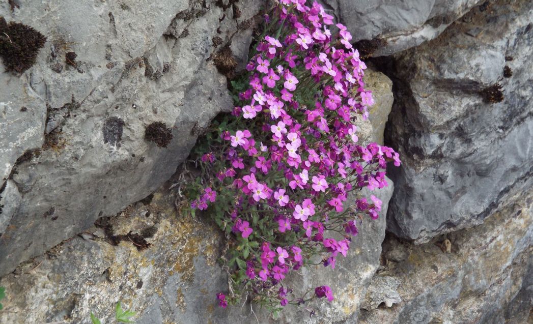 Aubrieta deltoidea (Brassicaceae)