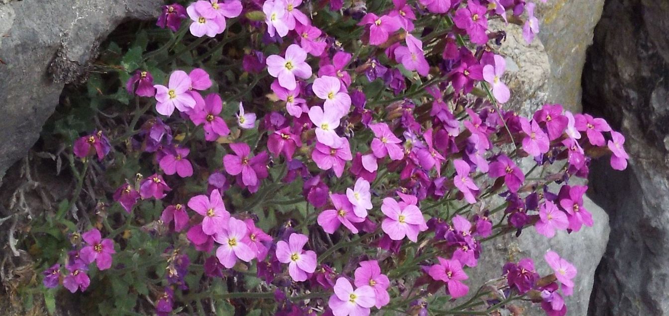 Aubrieta deltoidea (Brassicaceae)