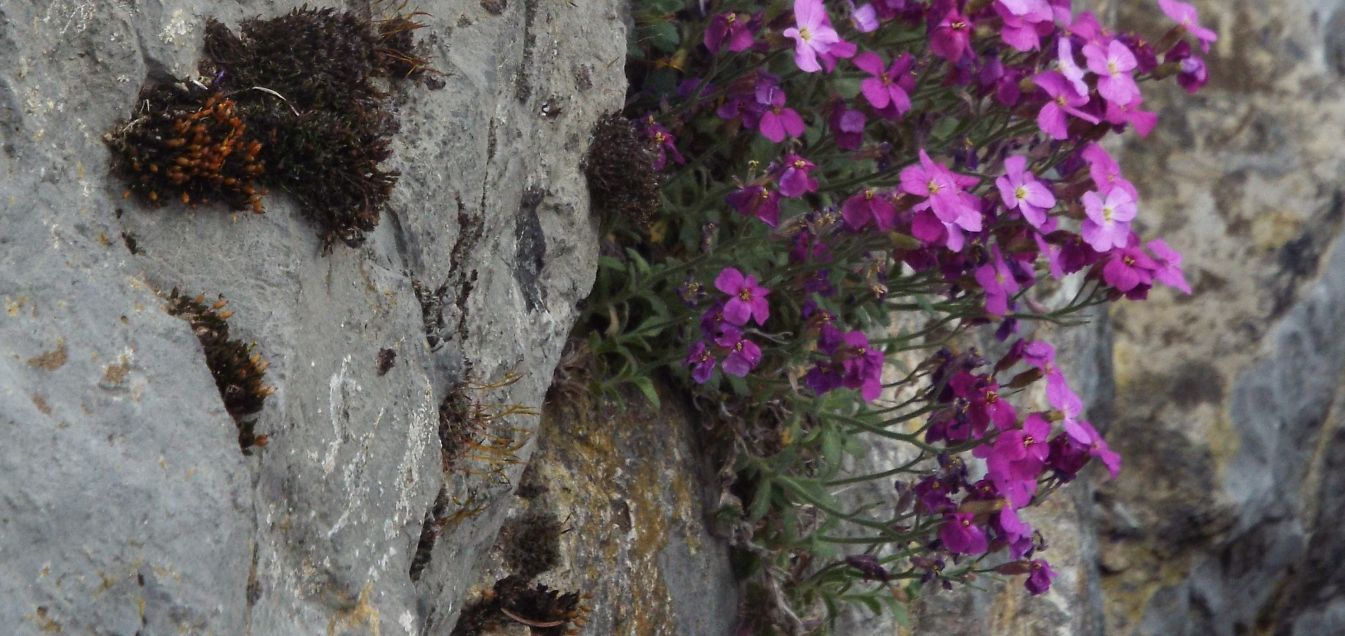 Aubrieta deltoidea (Brassicaceae)