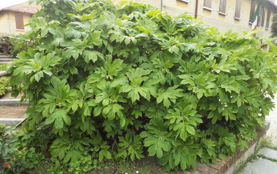 Hydrangea quercifolia   (Hydrangeaceae)