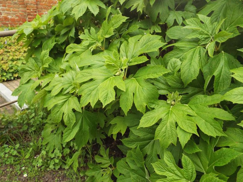 Hydrangea quercifolia   (Hydrangeaceae)