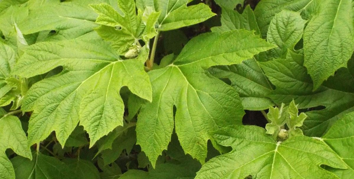 Hydrangea quercifolia   (Hydrangeaceae)