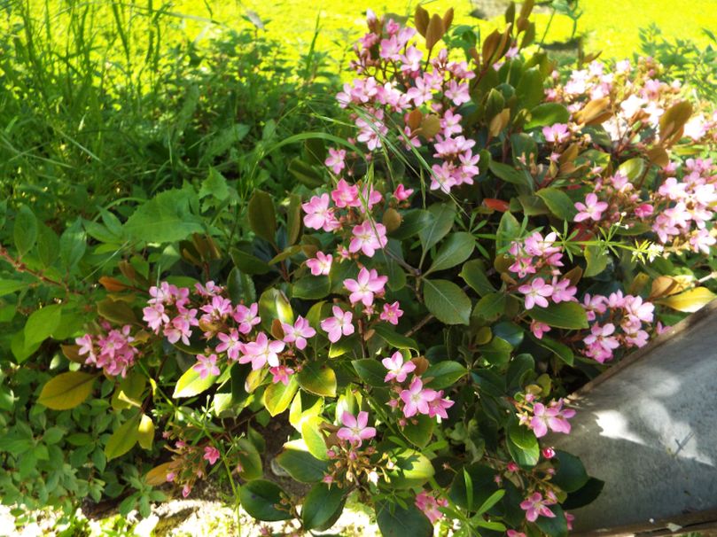 Kalanchoe sp. ? No!   Rhaphiolepis indica (Rosaceae)