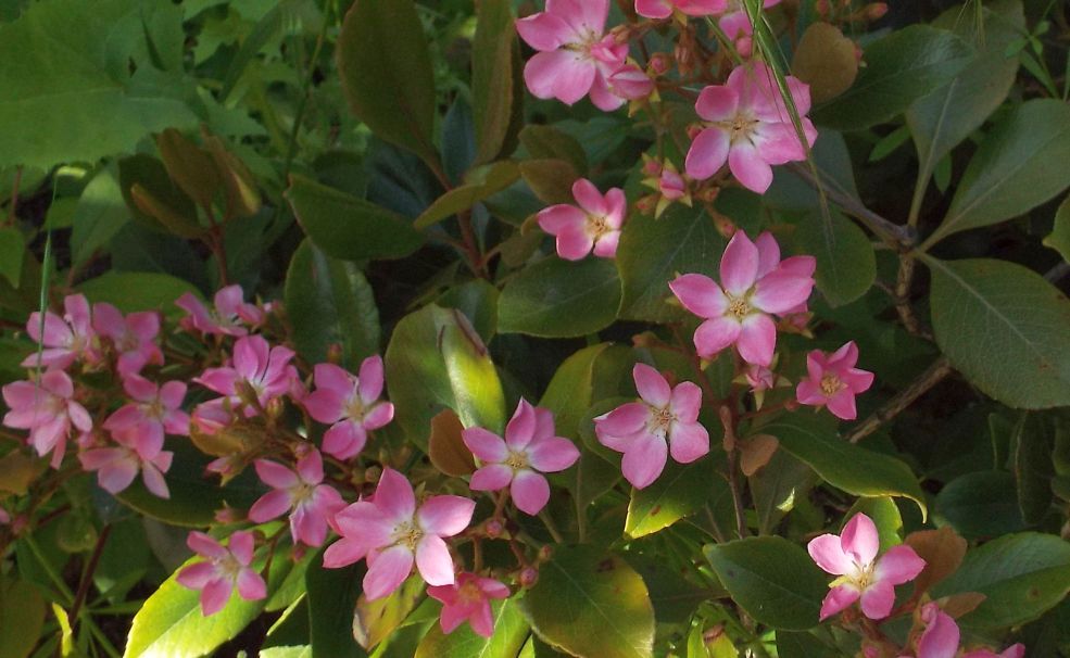 Kalanchoe sp. ? No!   Rhaphiolepis indica (Rosaceae)