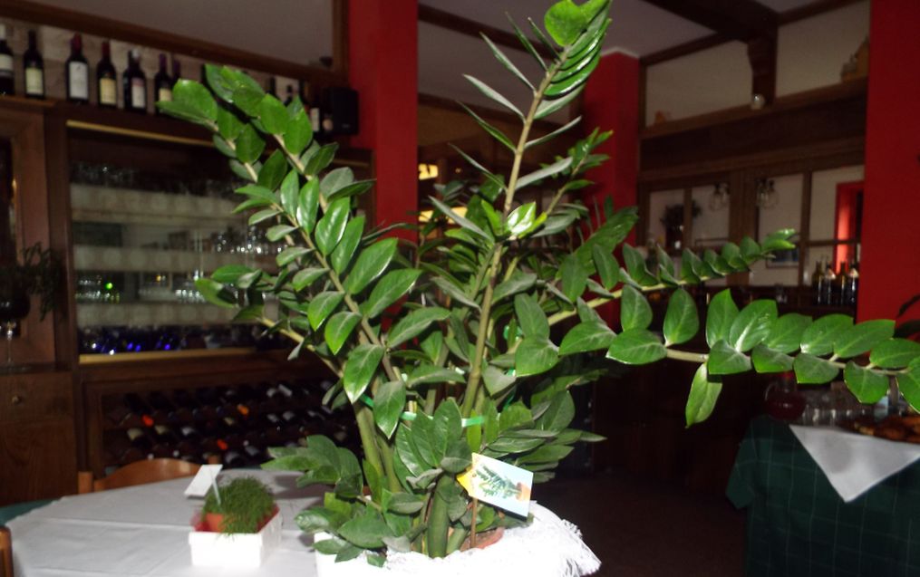 Zamioculcas zamiifolia (Araceae)