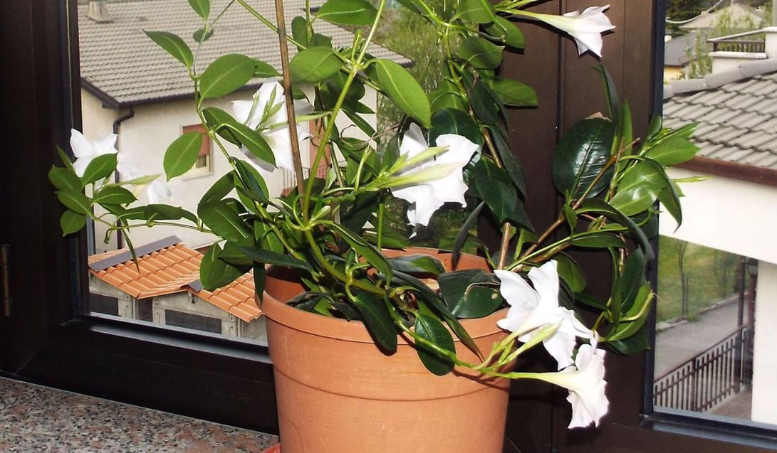 Mandevilla (= Displadenia) boliviensis (Apocynaceae)