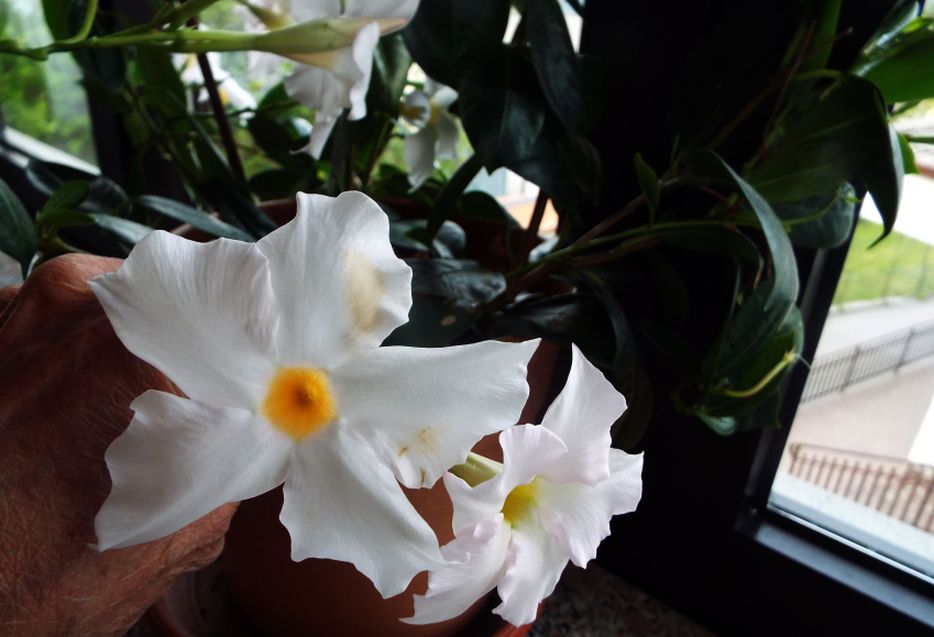 Mandevilla (= Displadenia) boliviensis (Apocynaceae)