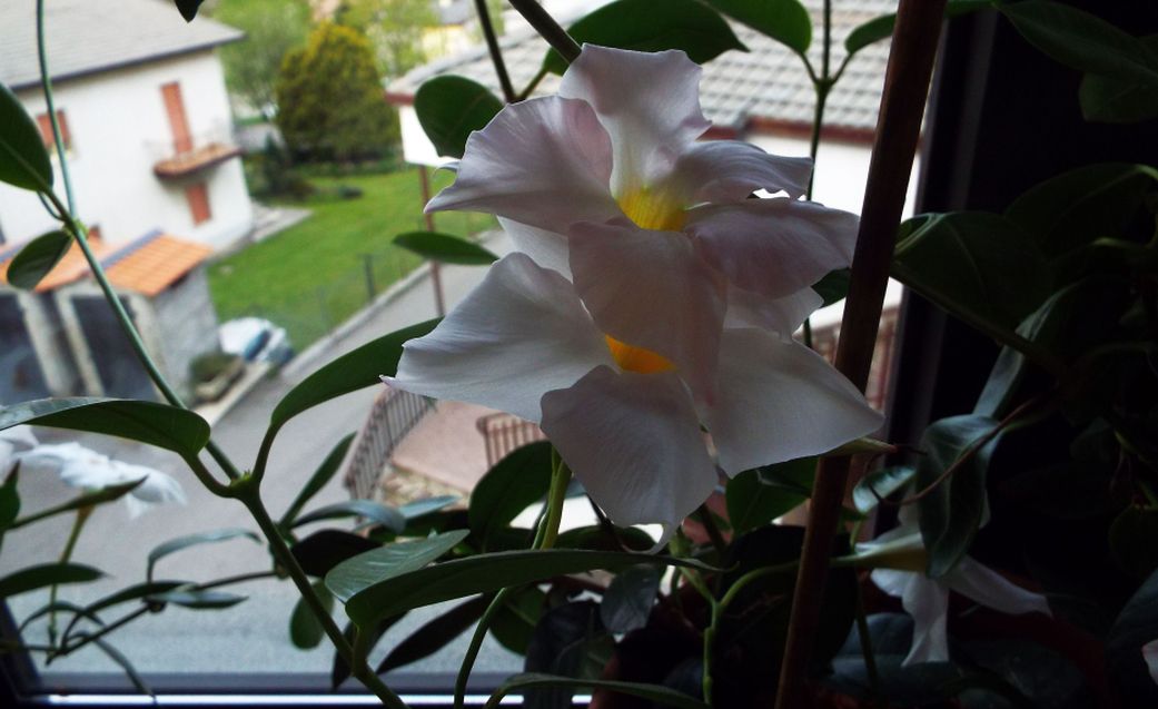 Mandevilla (= Displadenia) boliviensis (Apocynaceae)