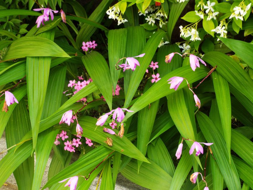 Bletilla striata (Orchidaceae)  [ e Trachelospermum jasminoides (Apocynaceae)]