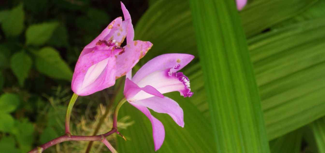 Bletilla striata (Orchidaceae)  [ e Trachelospermum jasminoides (Apocynaceae)]