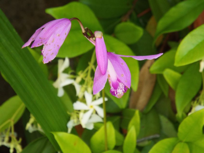 Bletilla striata (Orchidaceae)  [ e Trachelospermum jasminoides (Apocynaceae)]