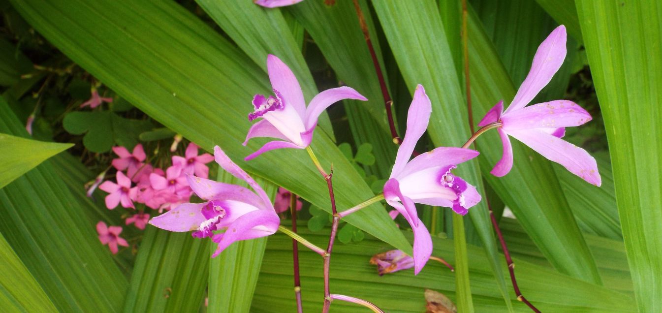 Bletilla striata (Orchidaceae)  [ e Trachelospermum jasminoides (Apocynaceae)]