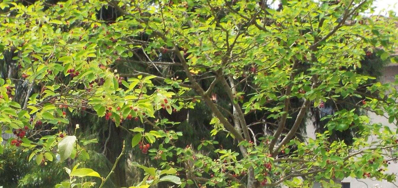 Alberello con frutti : Amelanchier  lamarckii (Rosaceae)