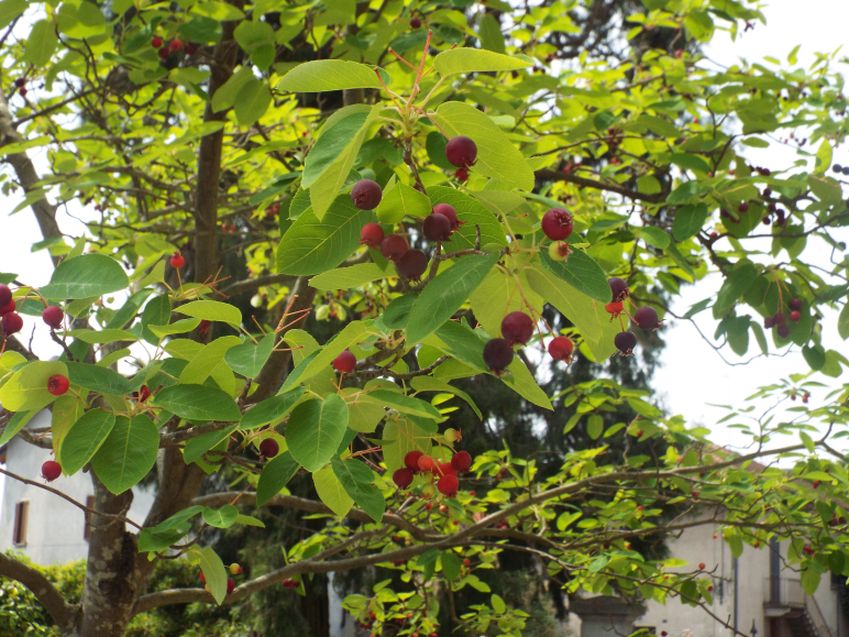 Alberello con frutti : Amelanchier  lamarckii (Rosaceae)