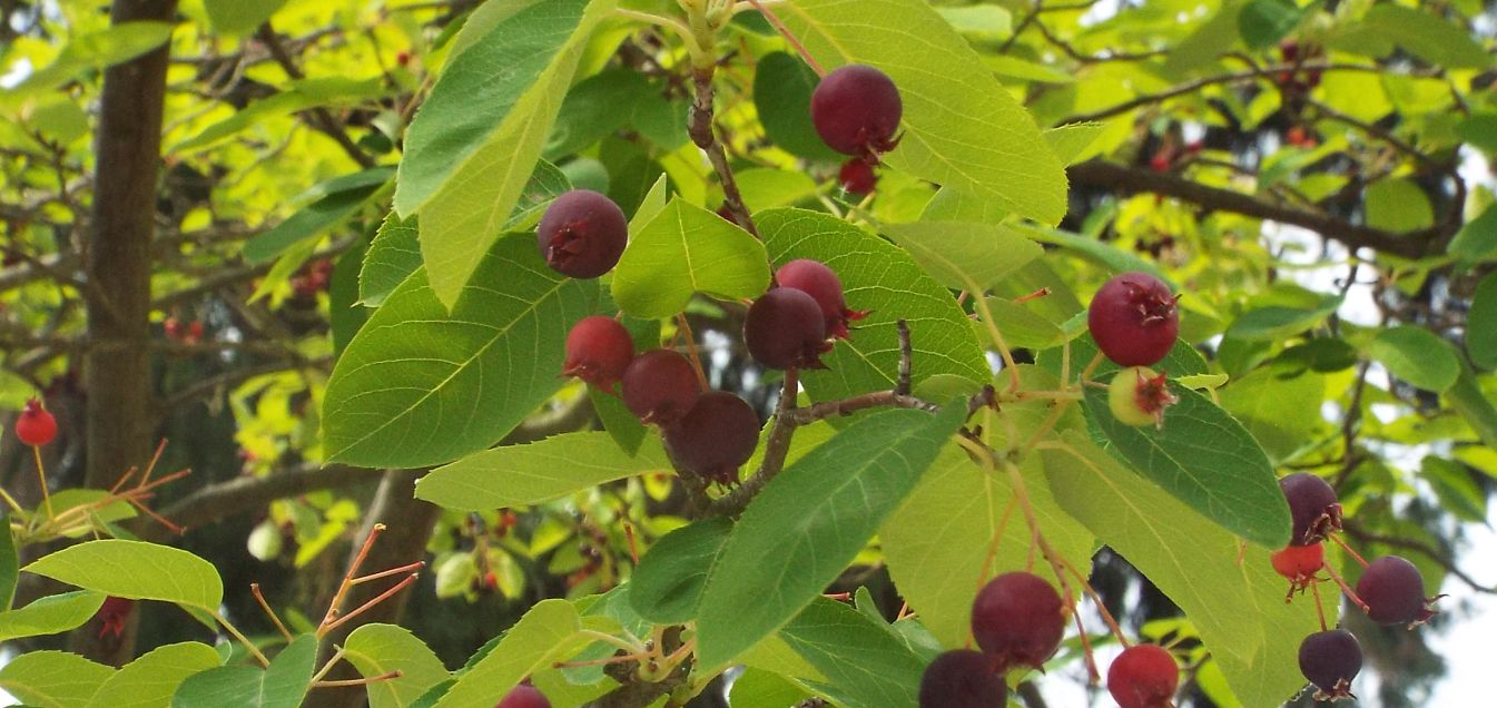 Alberello con frutti : Amelanchier  lamarckii (Rosaceae)