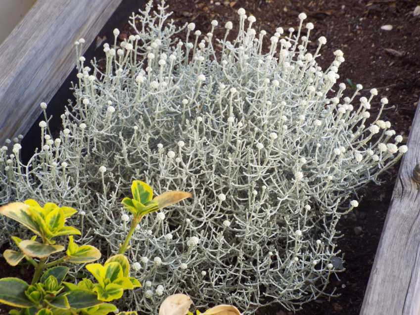 In un vaso a Marsiglia:  Leucophyta brownii  (Asteraceae)