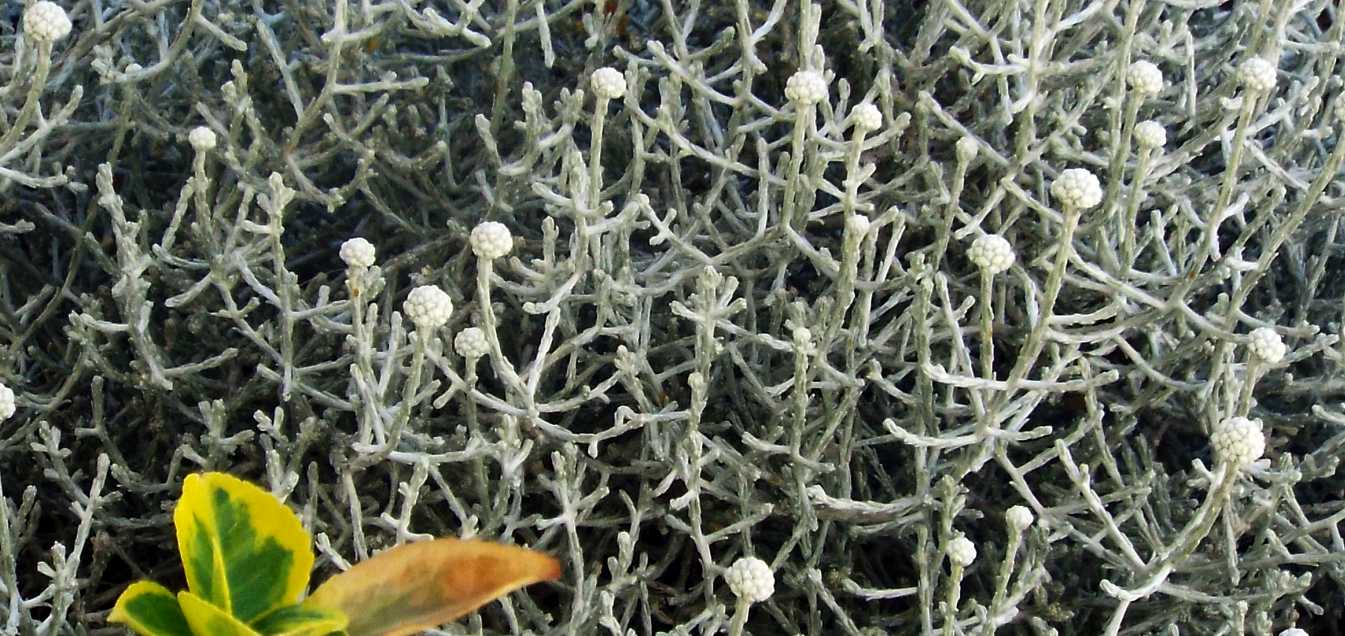 In un vaso a Marsiglia:  Leucophyta brownii  (Asteraceae)