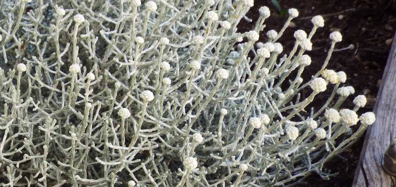 In un vaso a Marsiglia:  Leucophyta brownii  (Asteraceae)