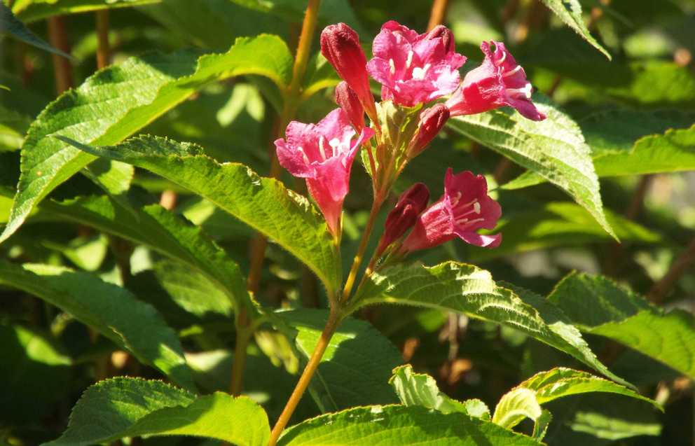 Weigela florida (Caprifoliaceae) [cv]