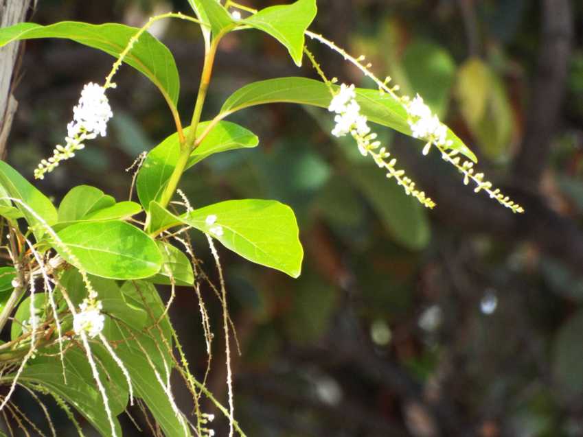 Fiori  da Tenerife (Canarie): Citharexylum spinosum  (Verbenaceae)