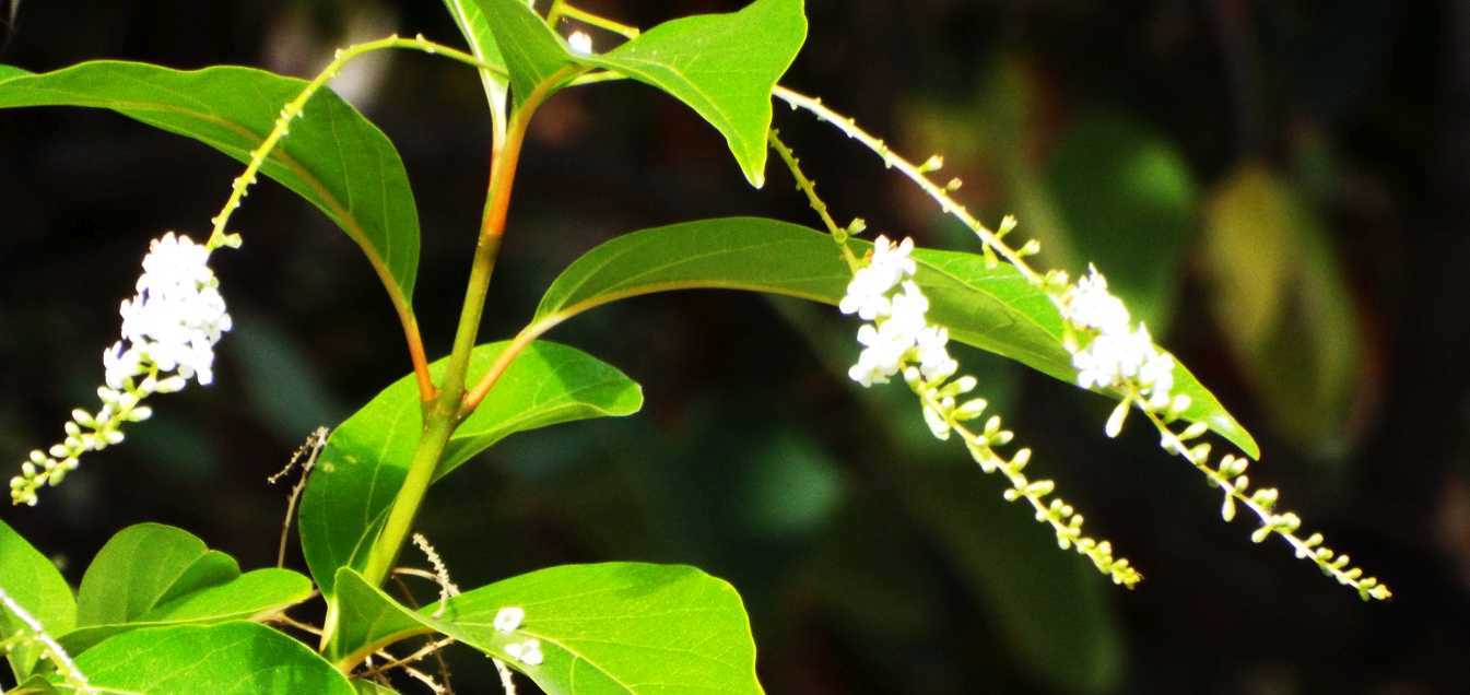 Fiori  da Tenerife (Canarie): Citharexylum spinosum  (Verbenaceae)