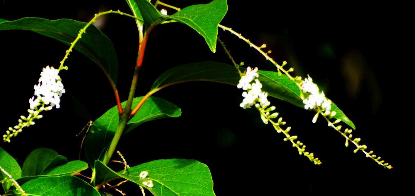 Fiori  da Tenerife (Canarie): Citharexylum spinosum  (Verbenaceae)