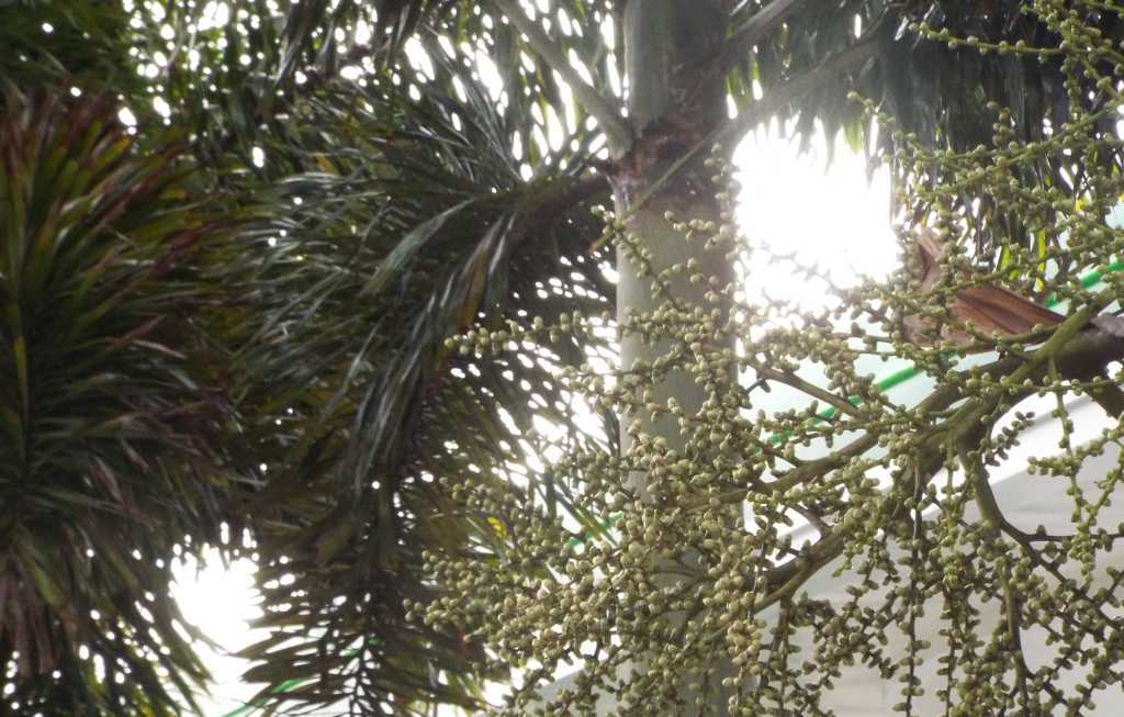 Palma a Tenerife (Canarie): Roystonea cfr. regia (Arecaceae)