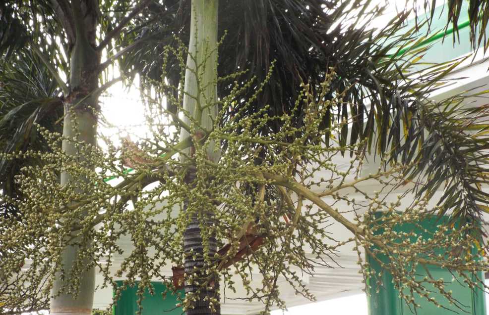 Palma a Tenerife (Canarie): Roystonea cfr. regia (Arecaceae)