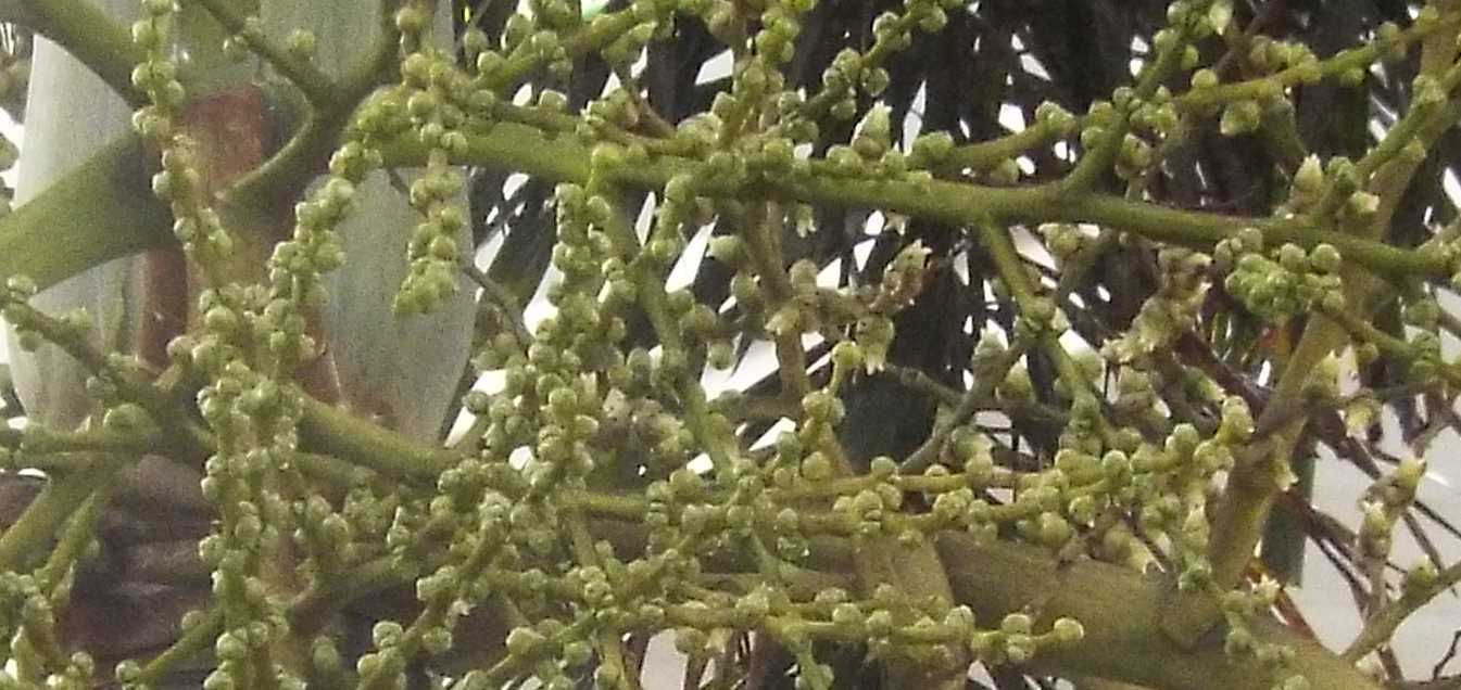 Palma a Tenerife (Canarie): Roystonea cfr. regia (Arecaceae)