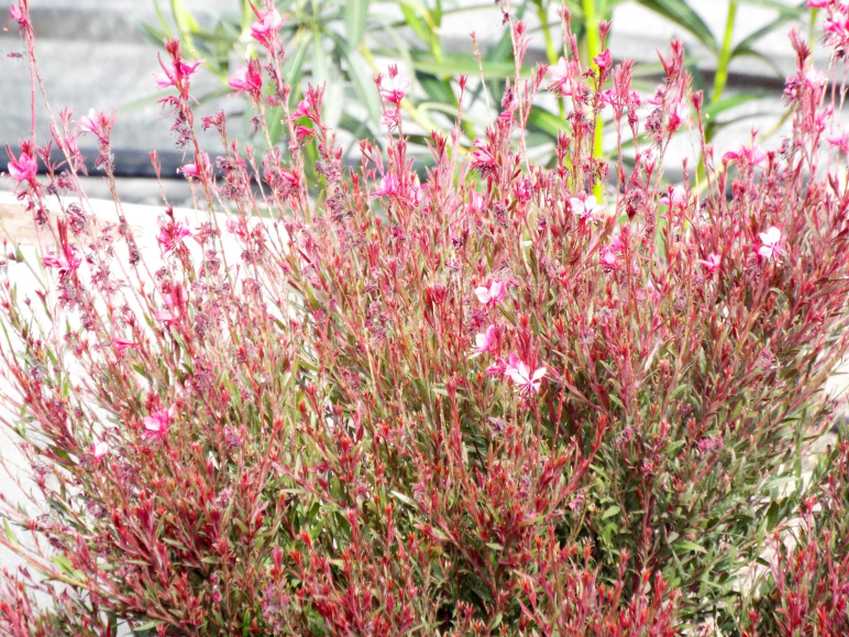 Da Tenerife (Canarie):  Cespuglio fiorito: Gaura lindheimeri (Onagraceae) [cv]