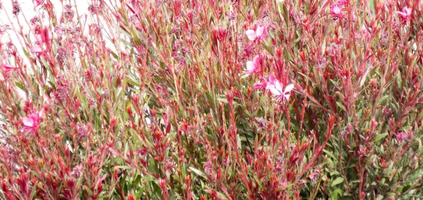 Da Tenerife (Canarie):  Cespuglio fiorito: Gaura lindheimeri (Onagraceae) [cv]