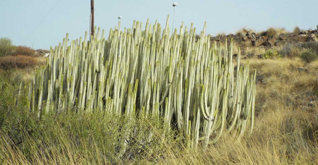 Da Tenerife e La Gomera (Canarie):  Euphorbia canariensis