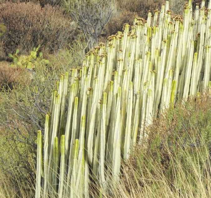 Da Tenerife e La Gomera (Canarie):  Euphorbia canariensis