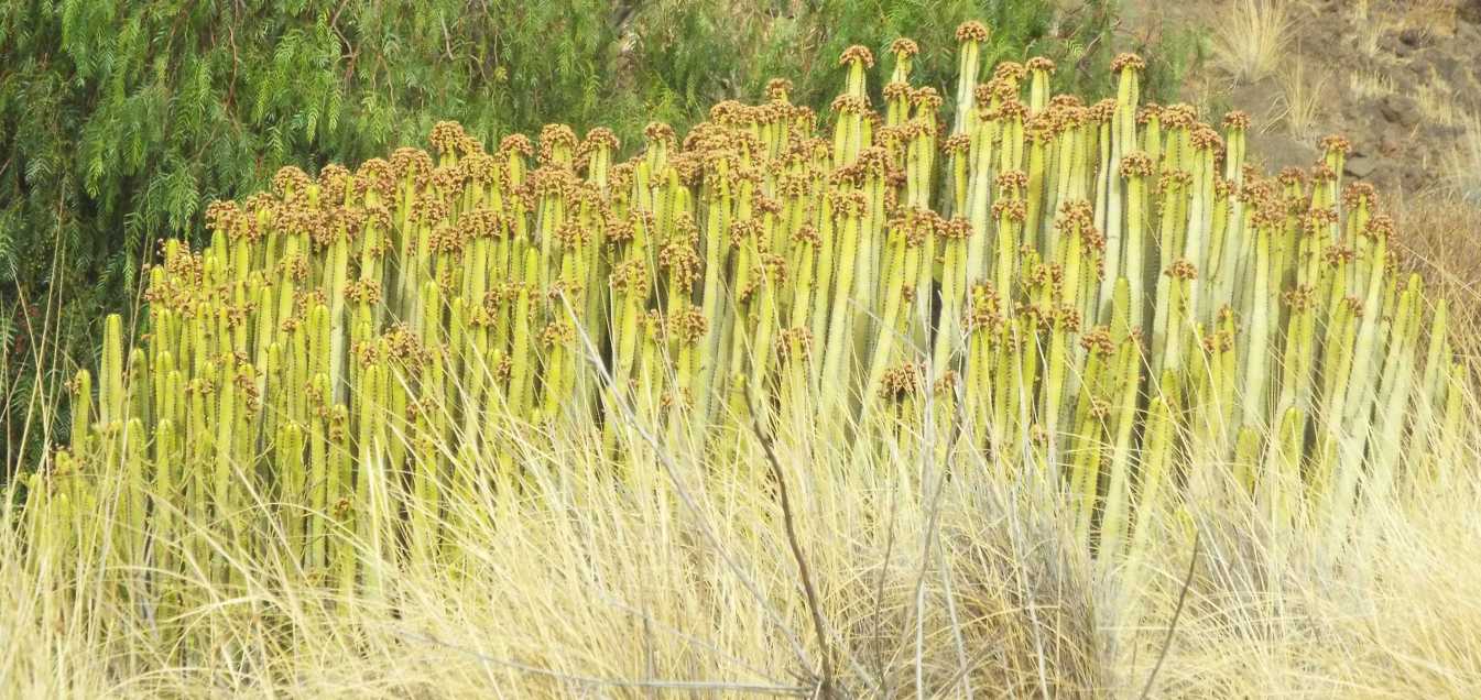 Da Tenerife e La Gomera (Canarie):  Euphorbia canariensis