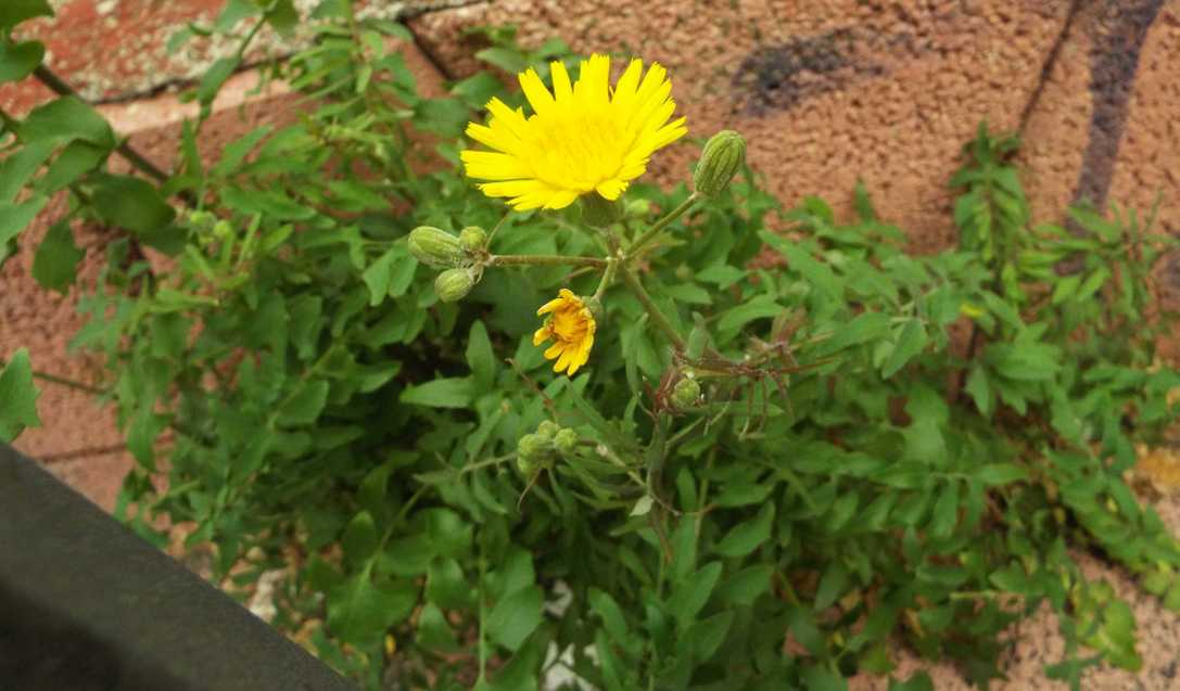 Da Tenerife (Canarie):  Sonchus tenerrimus (Asteraceae)