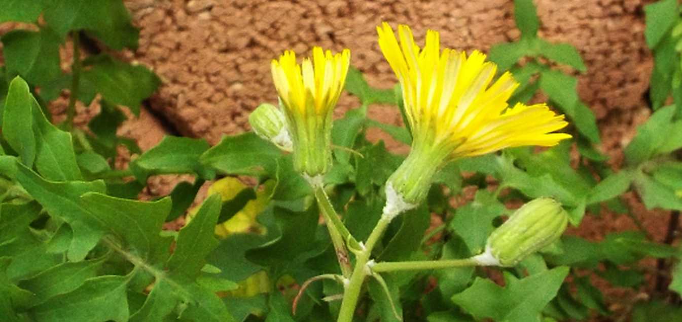 Da Tenerife (Canarie):  Sonchus tenerrimus (Asteraceae)