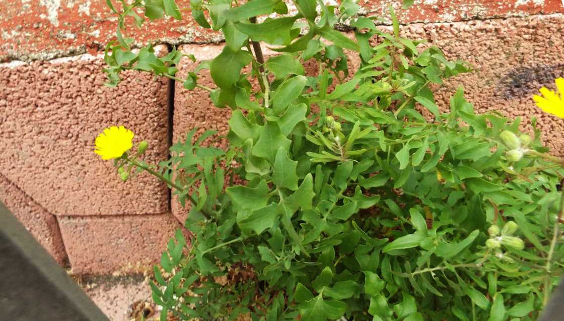 Da Tenerife (Canarie):  Sonchus tenerrimus (Asteraceae)